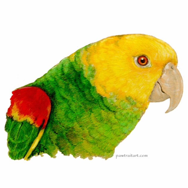 Sculptuur - dubbelgele Amazon Staand Fotobeeldje (Voorkant)