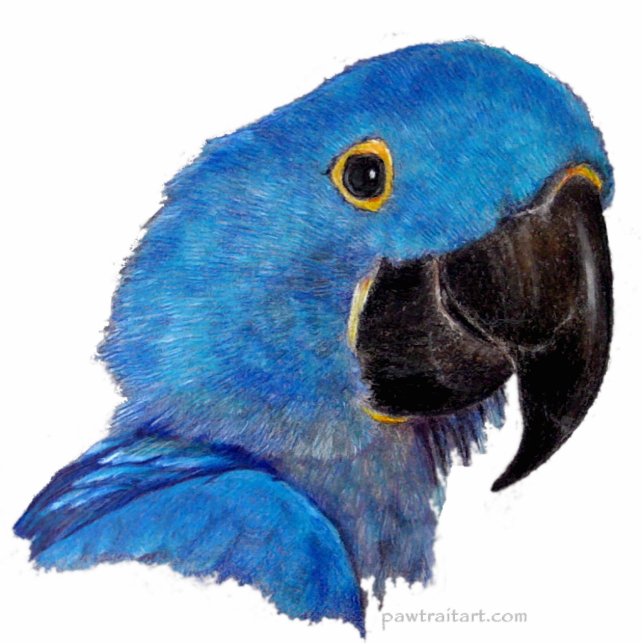 Sculptuur - Hyacinth Macaw Staand Fotobeeldje (Voorkant)