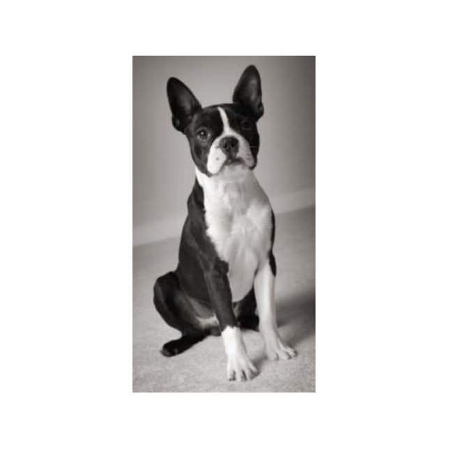 sculptuur van Boston Terrier Sitting Staand Fotobeeldje (Voorkant)