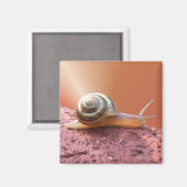 Scurry Snail ~ magneet (Voorkant / Achterkant)