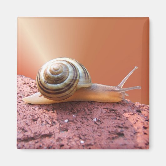 Scurry Snail ~ magneet (Voorkant)