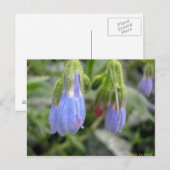 Scutellaire à fleurs latérales briefkaart (Voorkant / Achterkant)