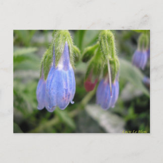 Scutellaire à fleurs latérales briefkaart