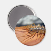Scutigera Coleoptrata Magnet (Voorkant / Achterkant)