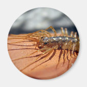 Scutigera Coleoptrata Magnet (Voorkant)