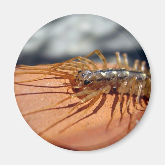 Scutigera Coleoptrata Magnet (Voorkant)