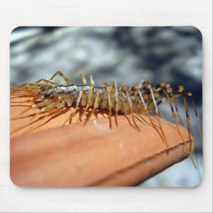 Scutigera Coleoptrata Mouse Mat Muismat