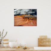 Scutigera Coleoptrata-Poster Poster (Keuken)
