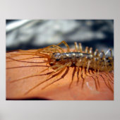 Scutigera Coleoptrata-Poster Poster (Voorkant)