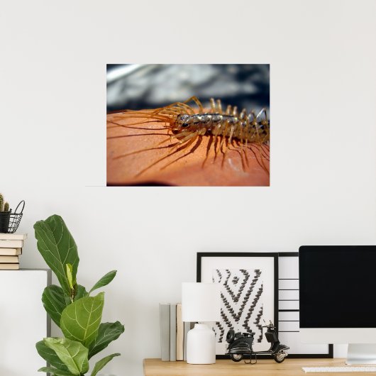 Scutigera Coleoptrata-Poster Poster (Thuiskantoor)