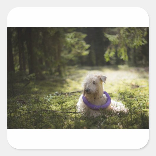 scwt in bossen vierkante sticker (Voorkant)