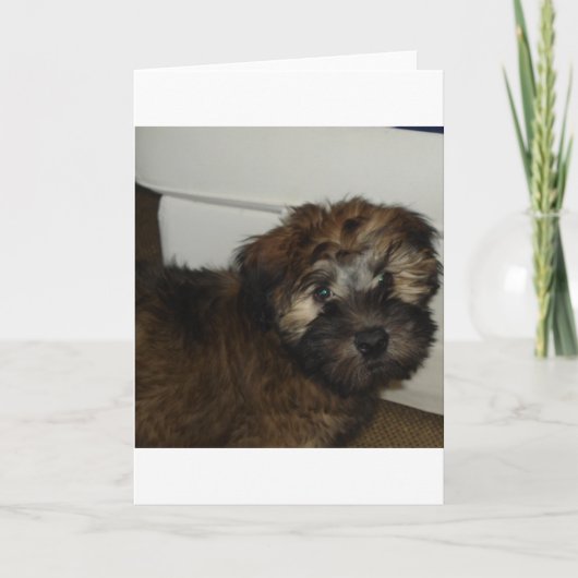 SCWT-puppy Kaart (Voorkant)