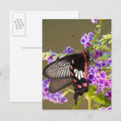 SE Azië, Thailand, Doi Inthanon, Papilio Briefkaart (Voorkant / Achterkant)