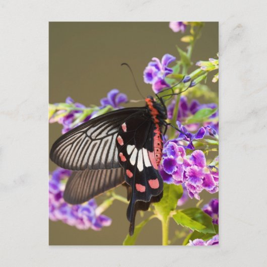 SE Azië, Thailand, Doi Inthanon, Papilio Briefkaart (Voorkant)