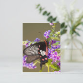 SE Azië, Thailand, Doi Inthanon, Papilio Briefkaart (Staand voorkant)