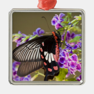 SE Azië, Thailand, Doi Inthanon, Papilio Metalen Ornament