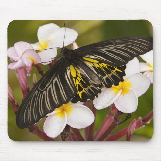 SE Azië, Thailand, Khon Kaen Muismat (Voorkant)