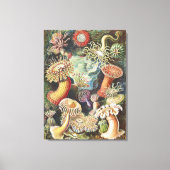 Sea Anemone Scientific Nature Ocean Canvas Afdruk (Voorkant)
