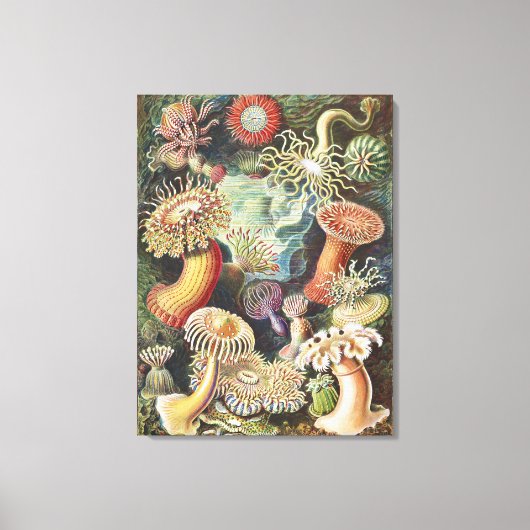 Sea Anemone Scientific Nature Ocean Canvas Afdruk (Voorkant)