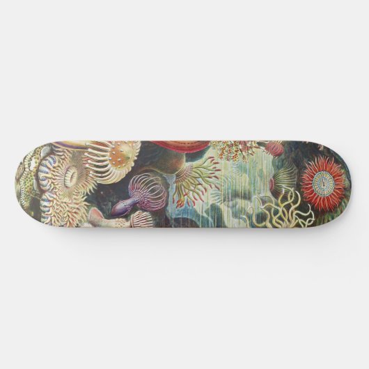 Sea Anemone Scientific Nature Ocean Persoonlijk Skateboard (Horizontaal)