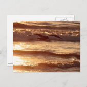 Sea gull gliding along the beach briefkaart (Voorkant / Achterkant)