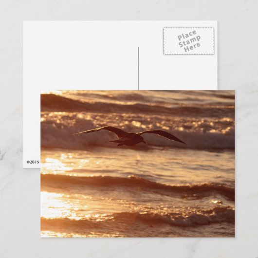 Sea gull gliding along the beach briefkaart (Voorkant / Achterkant)