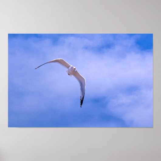 Sea gull in flight poster (Voorkant)