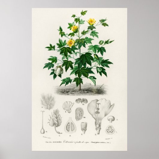 Sea Island-katoen (gossypium vitifolium) Poster (Voorkant)