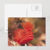 Sea Life - Fish Briefkaart (Voorkant / Achterkant)