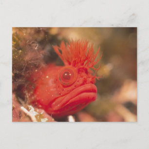 Sea Life - Fish Briefkaart