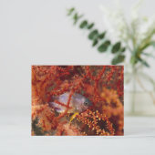 Sea Life - Fish Briefkaart (Staand voorkant)