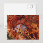 Sea Life - Fish Briefkaart (Voorkant / Achterkant)