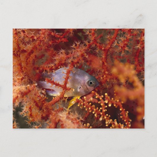 Sea Life - Fish Briefkaart (Voorkant)