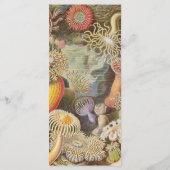 Sea Life Koraalrif Bruiloftsmenu (Achterkant)