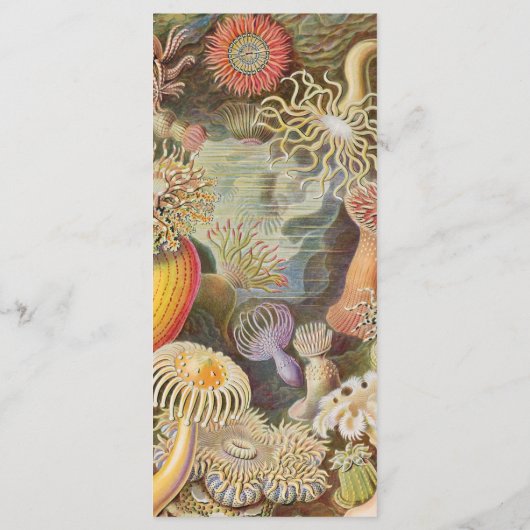 Sea Life Koraalrif Bruiloftsmenu (Achterkant)