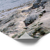 Sea lions in beagle channel - Argentina Poster (Hoek)