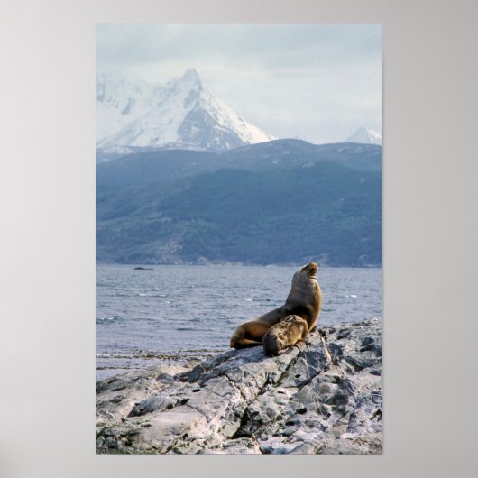 Sea lions in beagle channel - Argentina Poster (Voorkant)