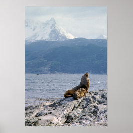 Sea lions in beagle channel - Argentina Poster