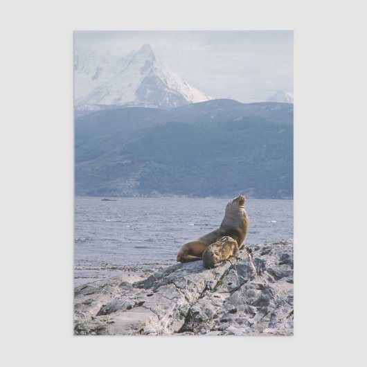 Sea lions in beagle channel - Argentina Tissuepapier