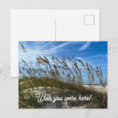 "Sea Oats" Postcard Briefkaart (Voorkant / Achterkant)