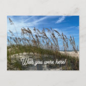 "Sea Oats" Postcard Briefkaart (Voorkant)