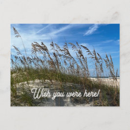 "Sea Oats" Postcard Briefkaart