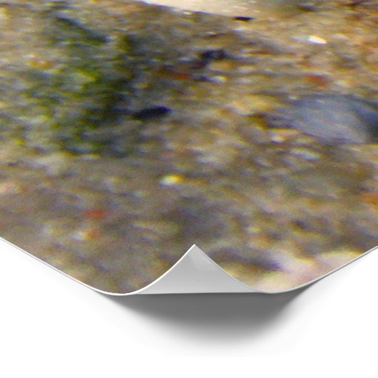 Sea Shell Poster (Hoek)