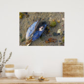 Sea Shell Poster (Keuken)