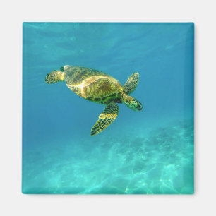 Sea Turtle swimming in turquoise ocean water Magneet
