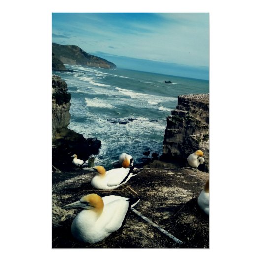 Seabird Australasian Gannets Breeding Foto Perfect Poster (Voorkant)