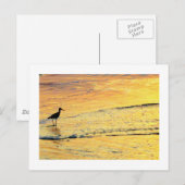 Seabird ziet de zonsopgang. briefkaart (Voorkant / Achterkant)