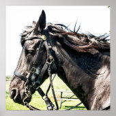 Seabiscuit Poster (Voorkant)