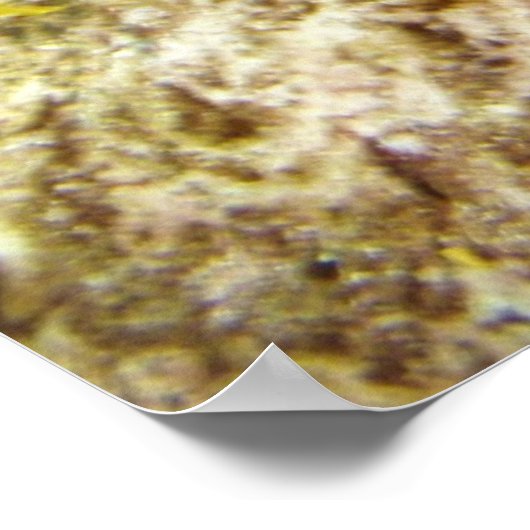 seadragon poster (Hoek)