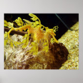 seadragon poster (Voorkant)